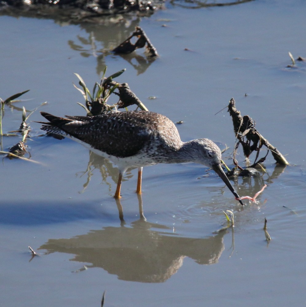 Greater Yellowlegs - Larry Edwards