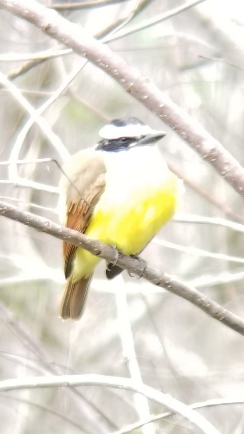 Great Kiskadee - ML139684371