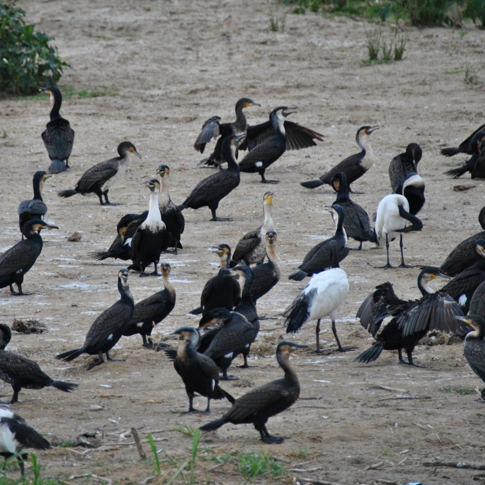 Cormorán Grande - ML139684481