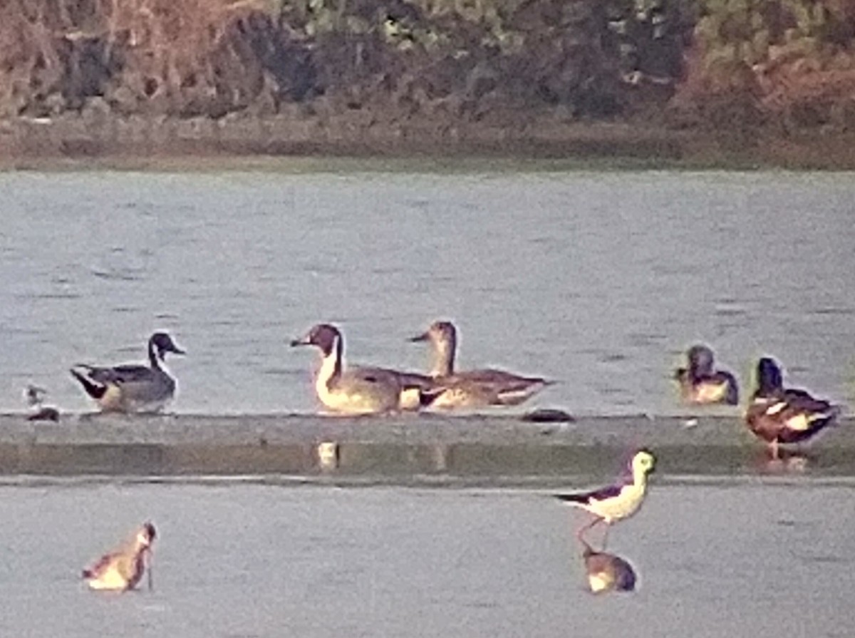 Northern Pintail - ML139686451