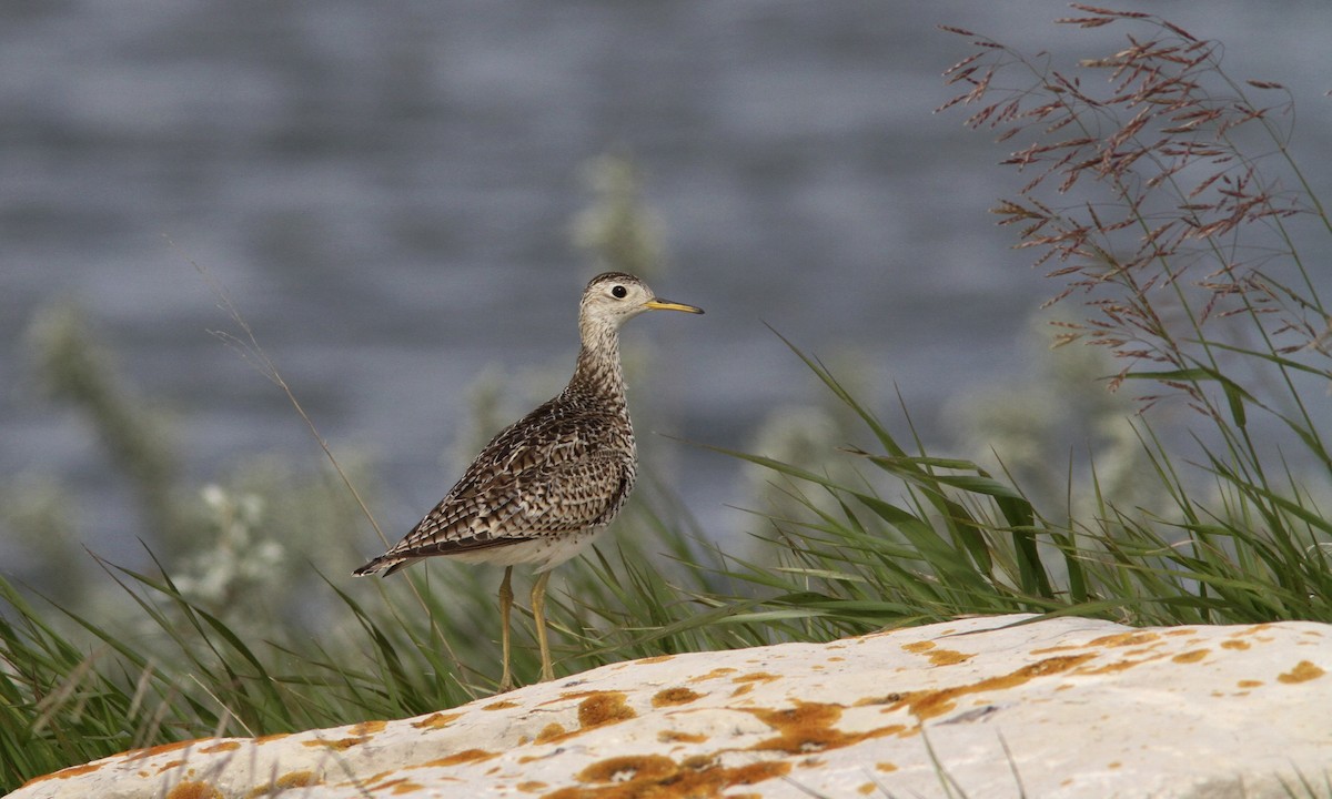 Upland Sandpiper - Sean Fitzgerald