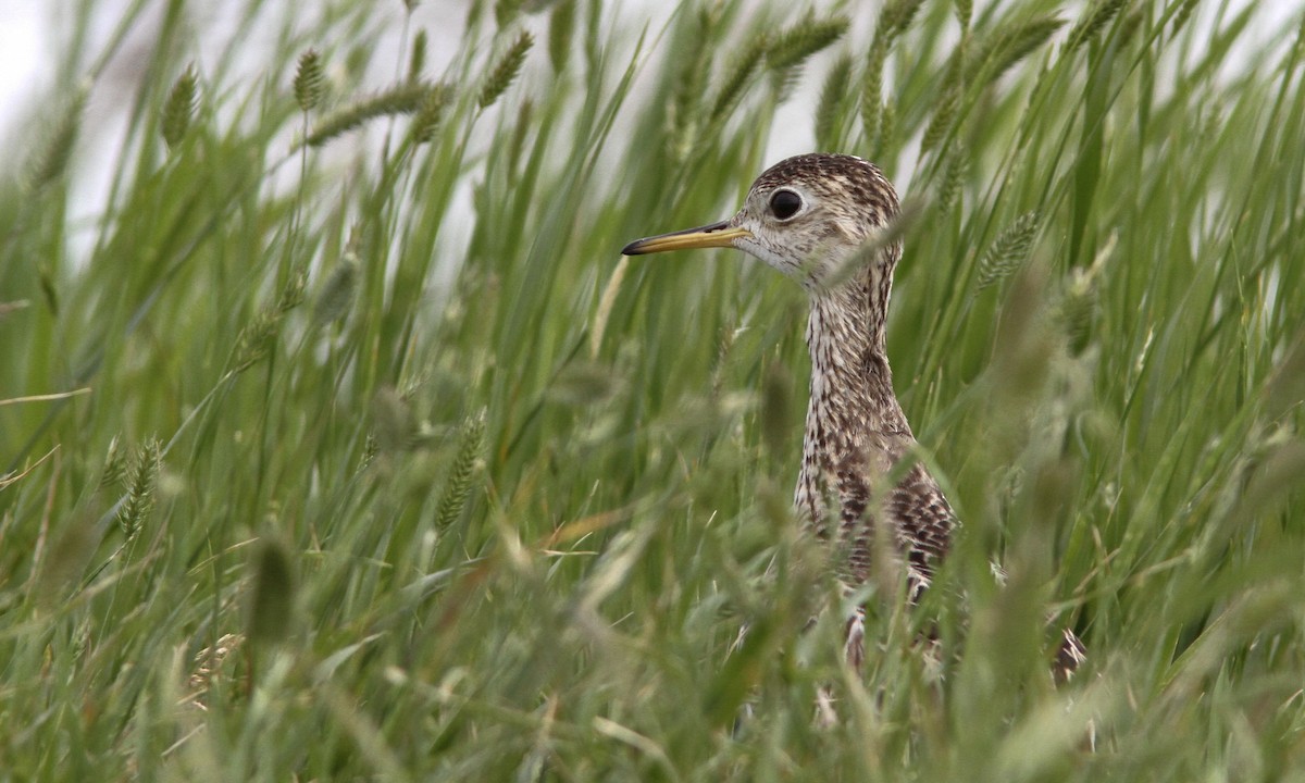 Upland Sandpiper - ML139686951