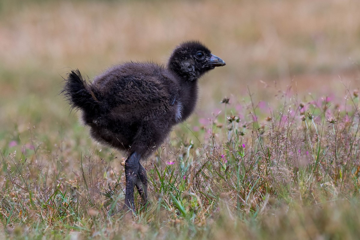 Tasmanian Nativehen - ML139688111