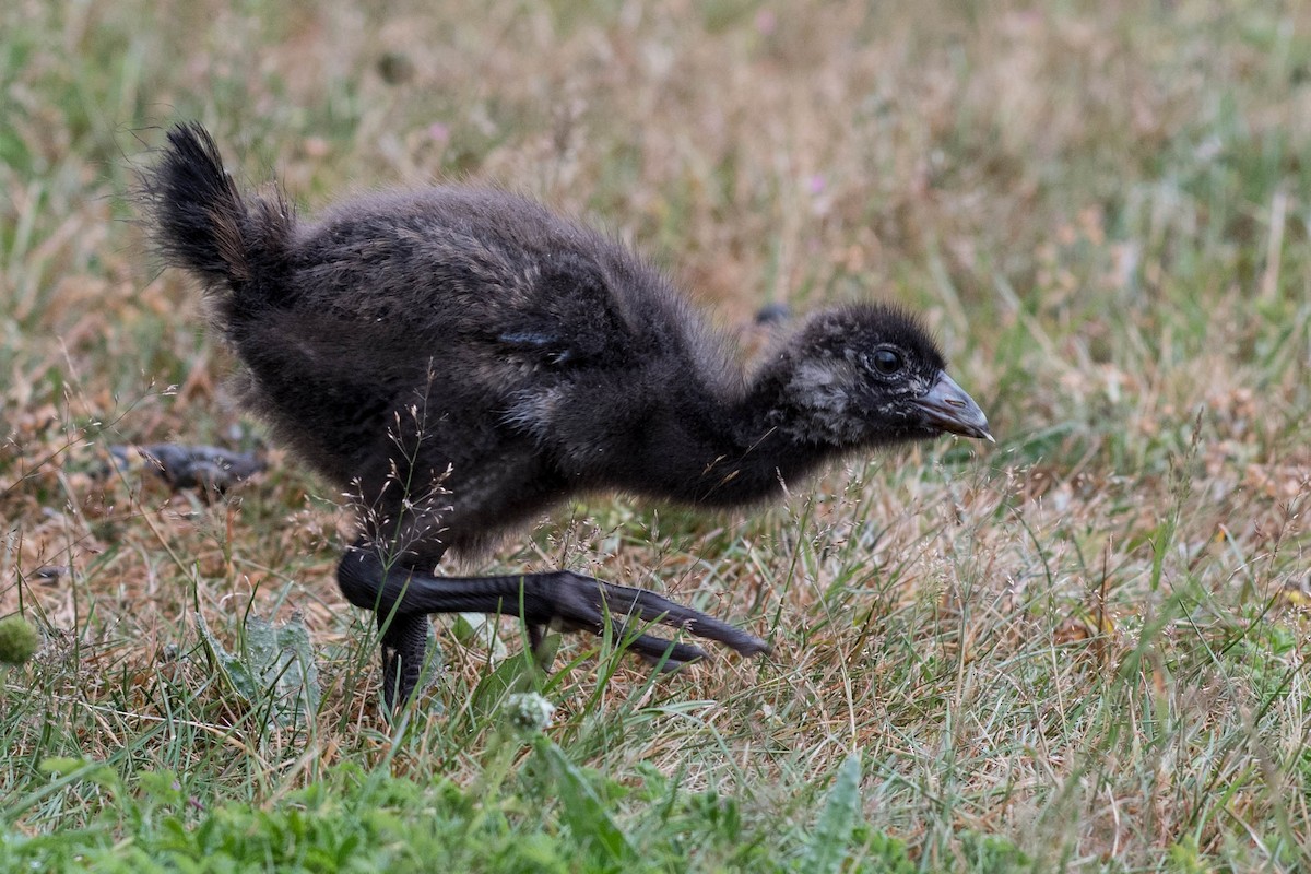 Tasmanian Nativehen - Terence Alexander