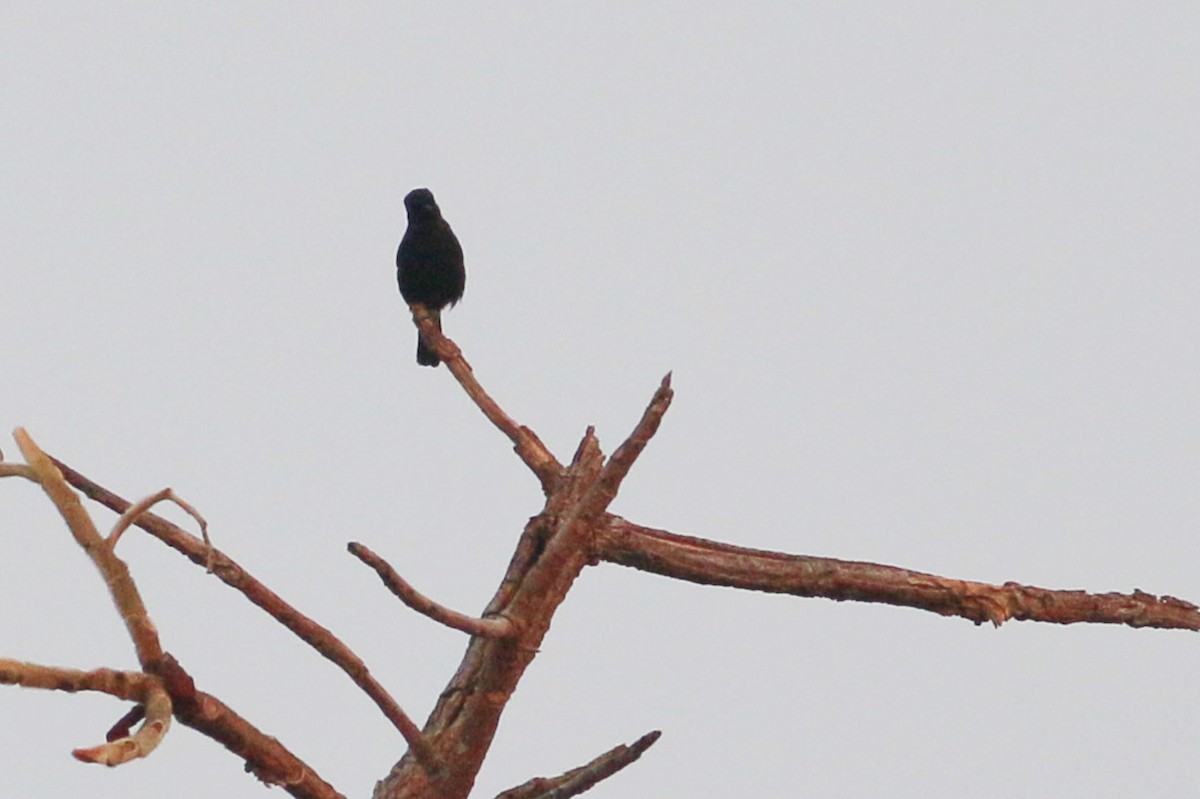 Pied Bushchat - ML139690541