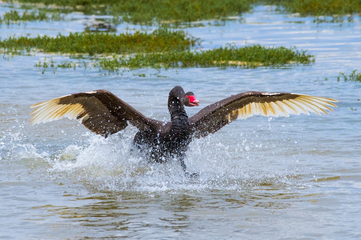 Black Swan - Terence Alexander