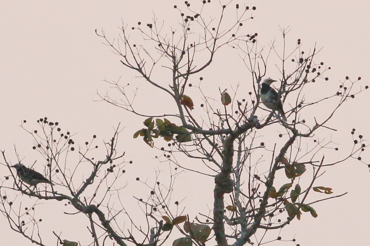 Black-collared Starling - ML139690841
