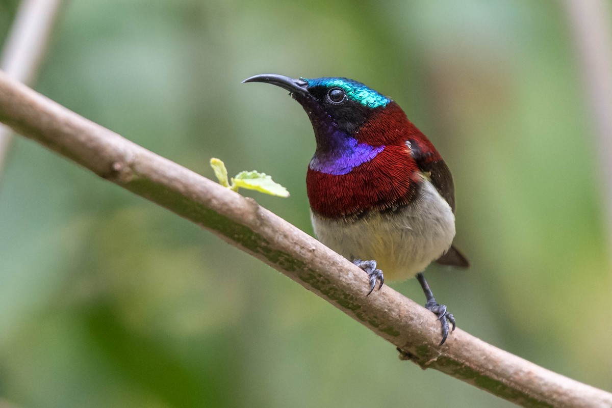 Crimson-backed Sunbird - ML139690851