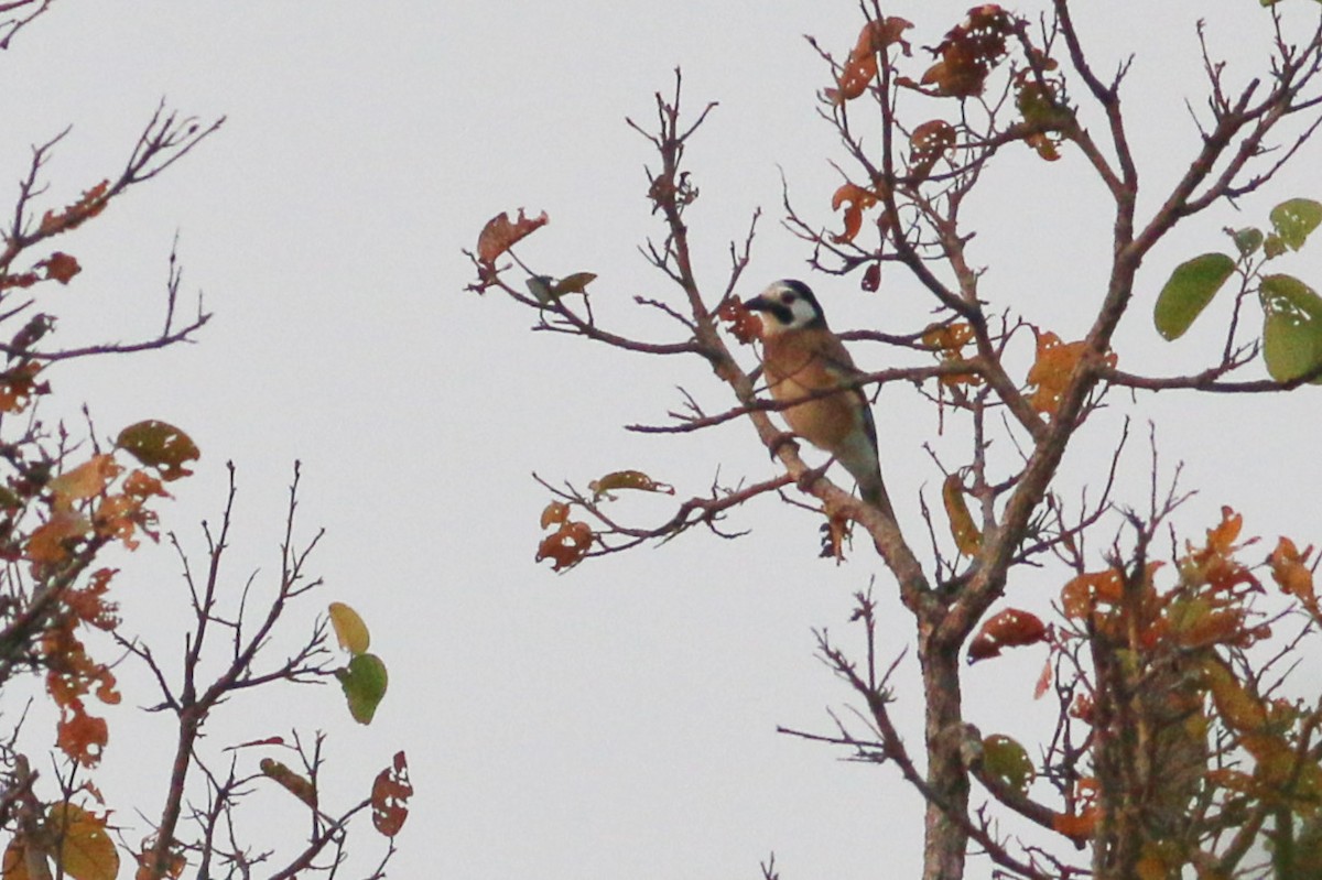 Ятга шаазгай - ML139690901