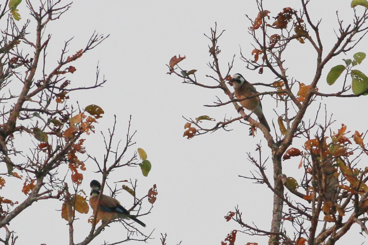 Ятга шаазгай - ML139690941