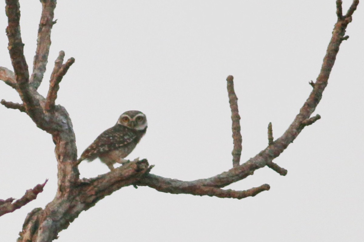 Spotted Owlet - ML139691011