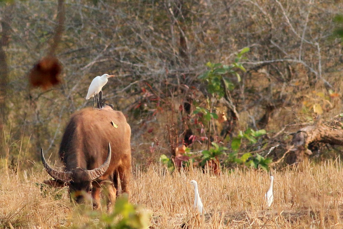 Eastern Cattle-Egret - ML139691161