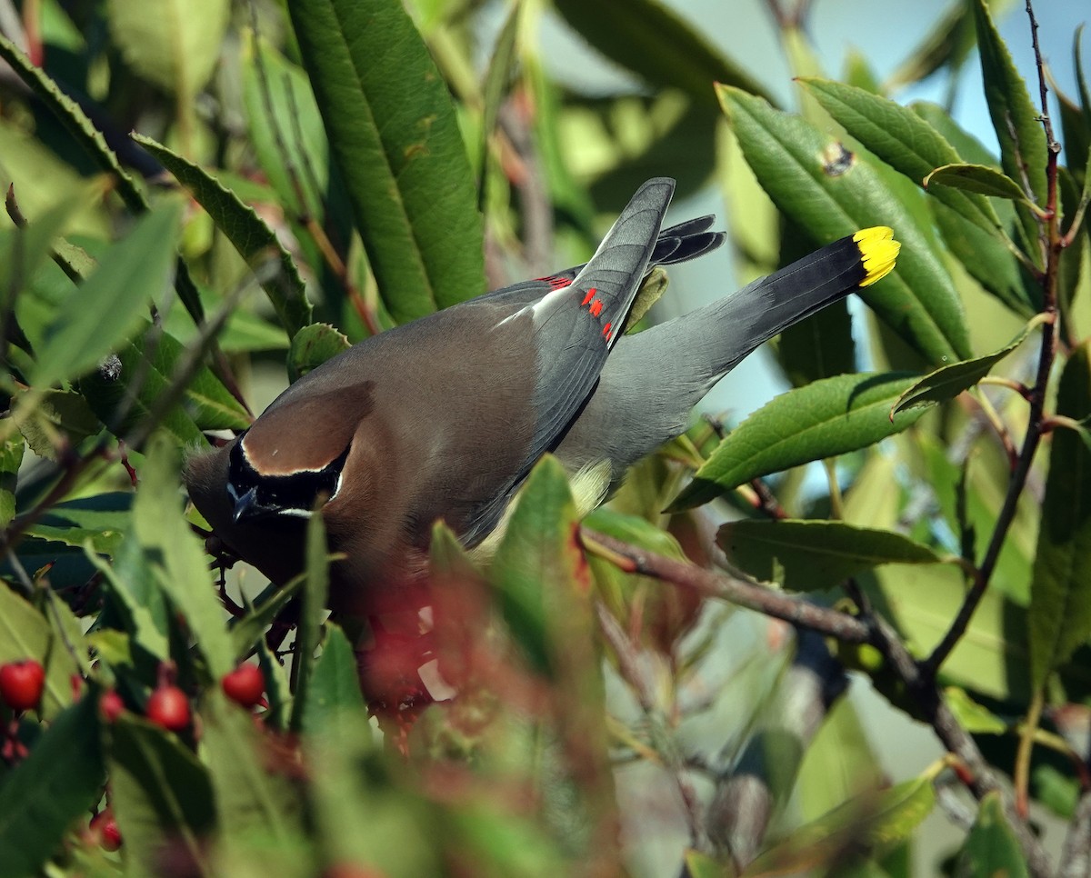 Cedar Waxwing - ML139691781