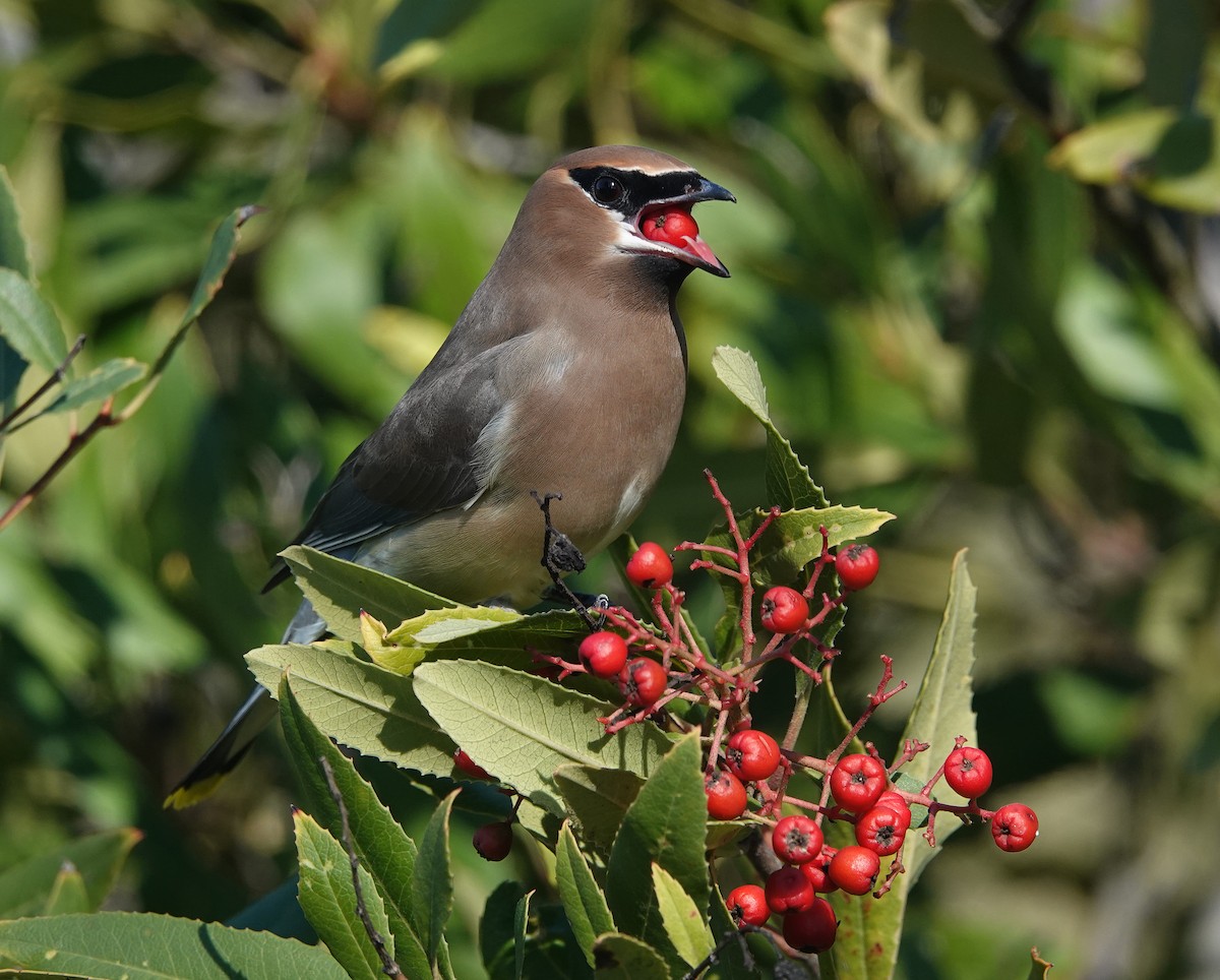 Cedar Waxwing - ML139691901