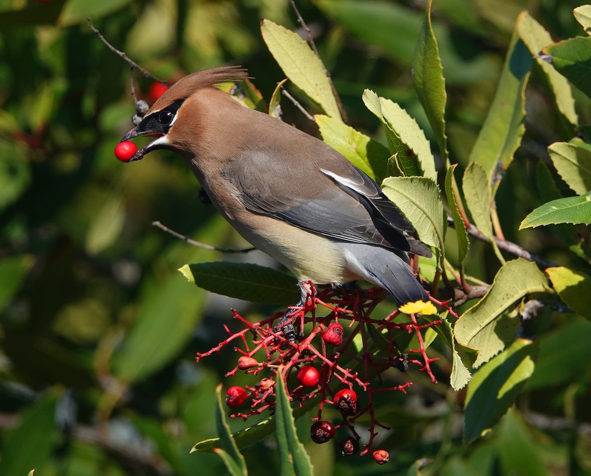 Cedar Waxwing - ML139691921