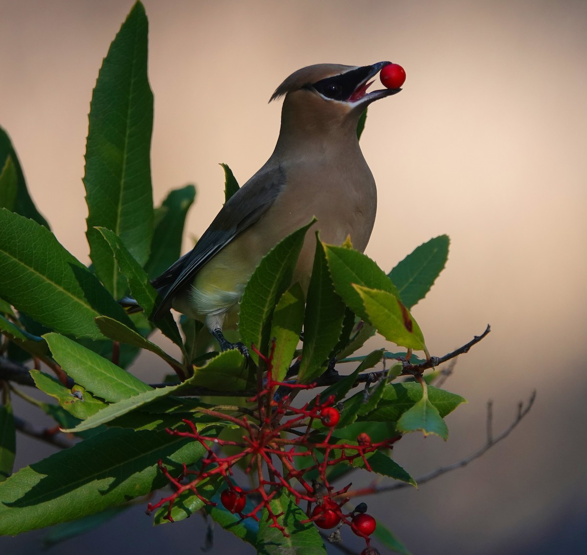 Cedar Waxwing - ML139691951