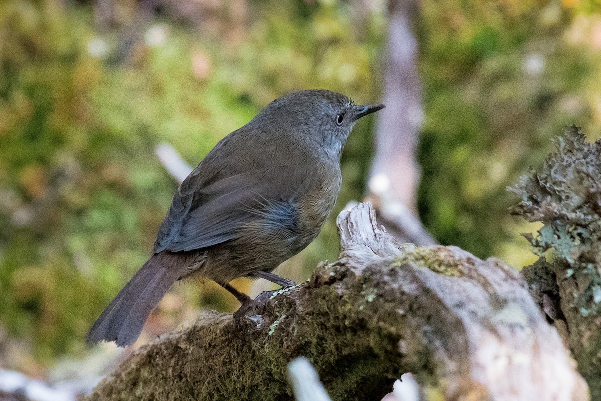 Tasmanian Scrubwren - ML139694311