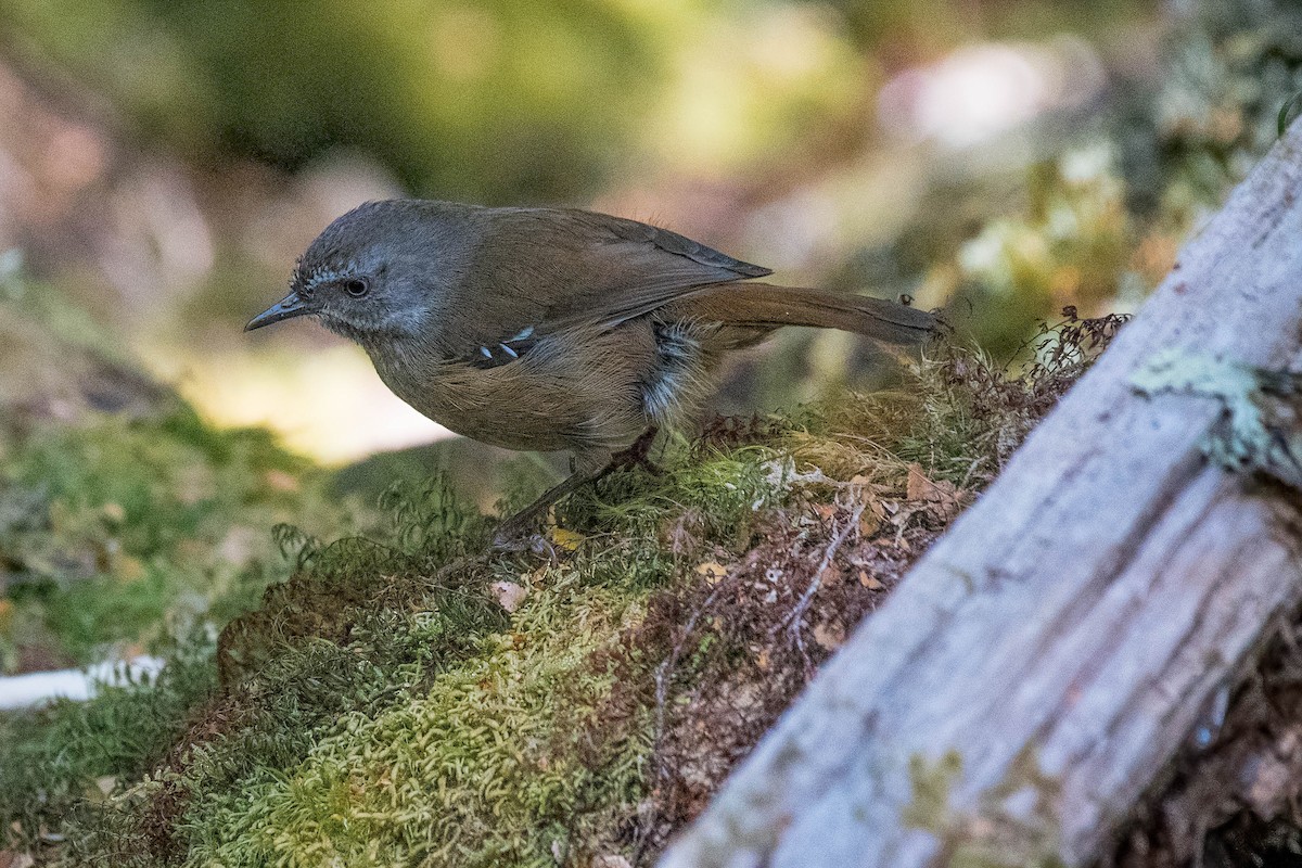 Tasmanian Scrubwren - ML139694341