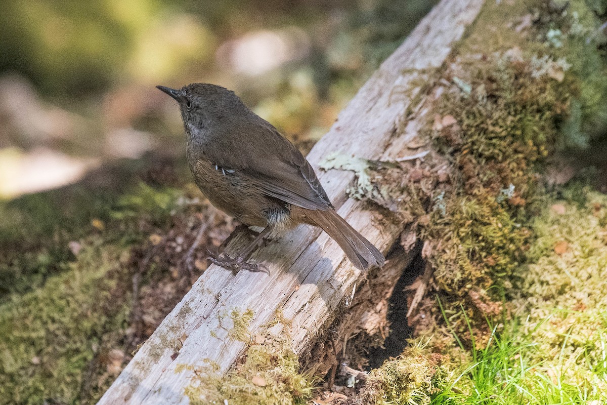 Tasmanian Scrubwren - ML139694371