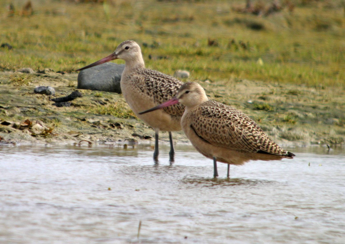 Marbled Godwit - Jean Iron