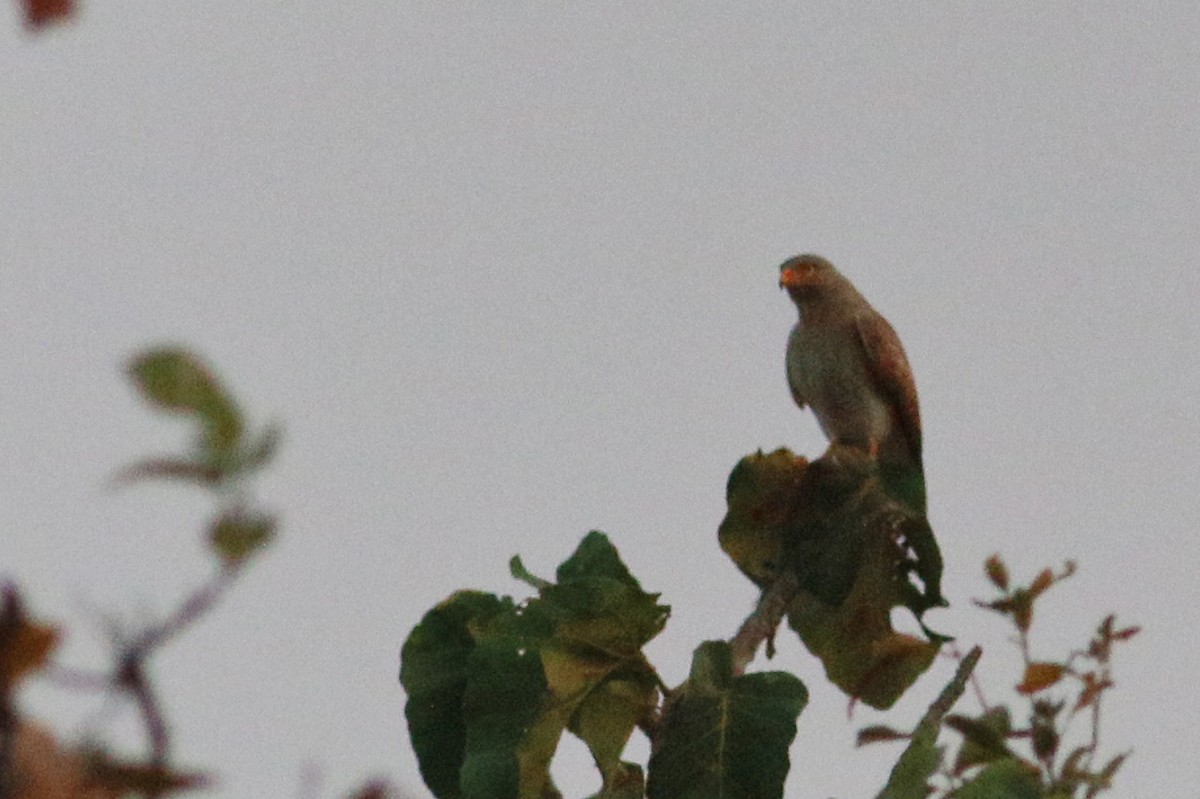 Rufous-winged Buzzard - ML139695551