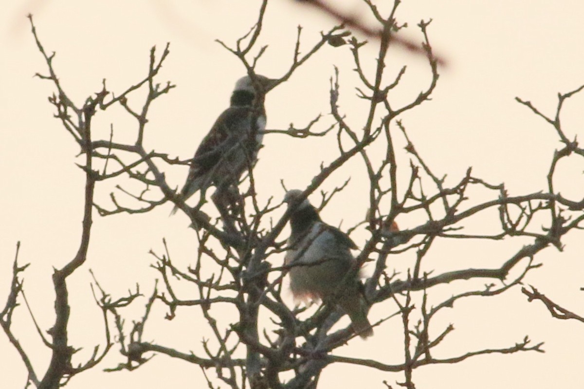 Black-collared Starling - ML139695611