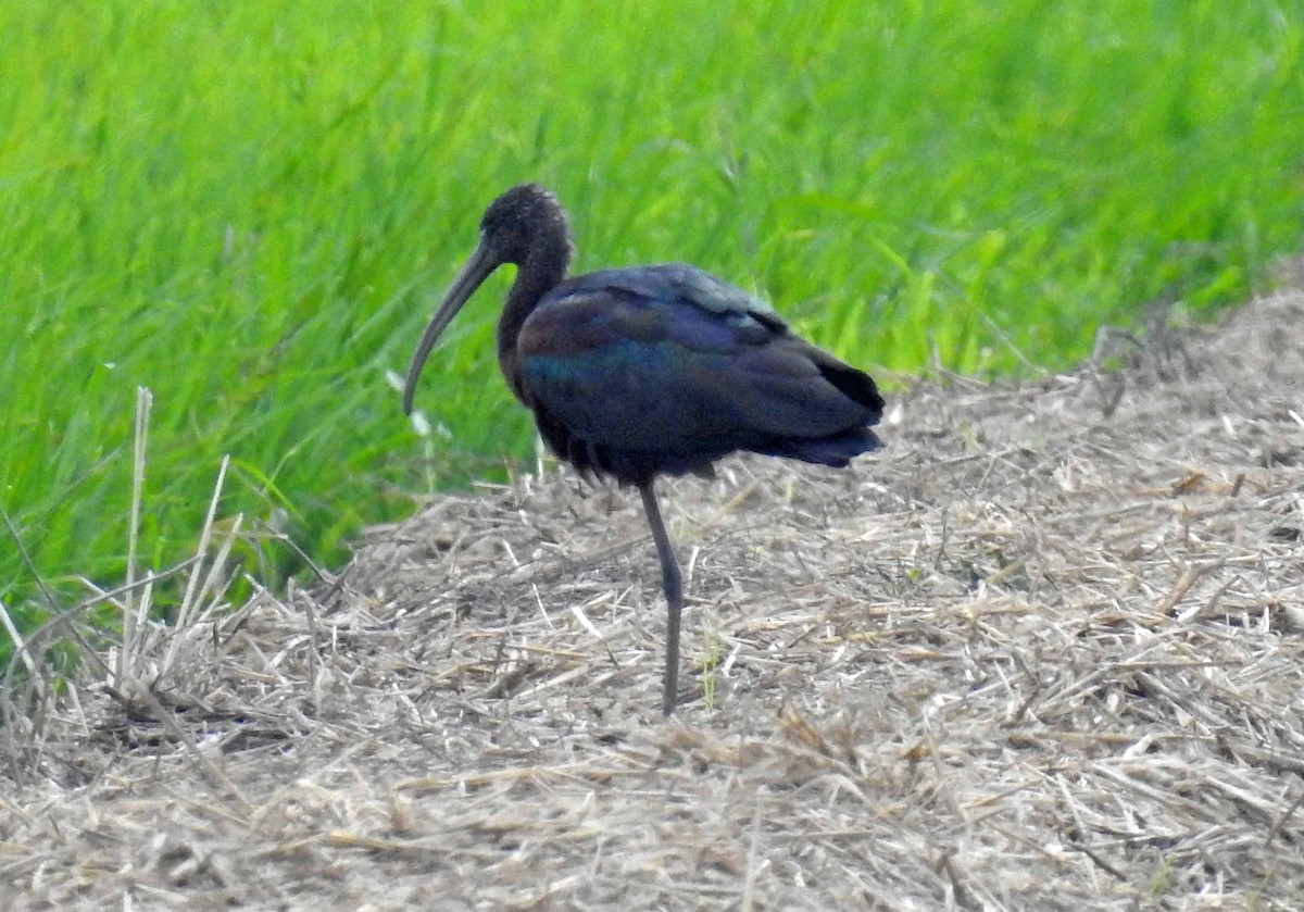 ibis hnědý - ML139695961