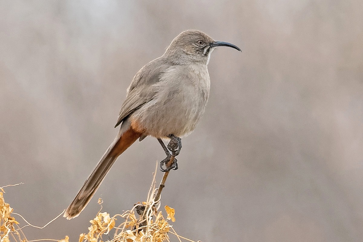 Crissal Thrasher - Don Danko