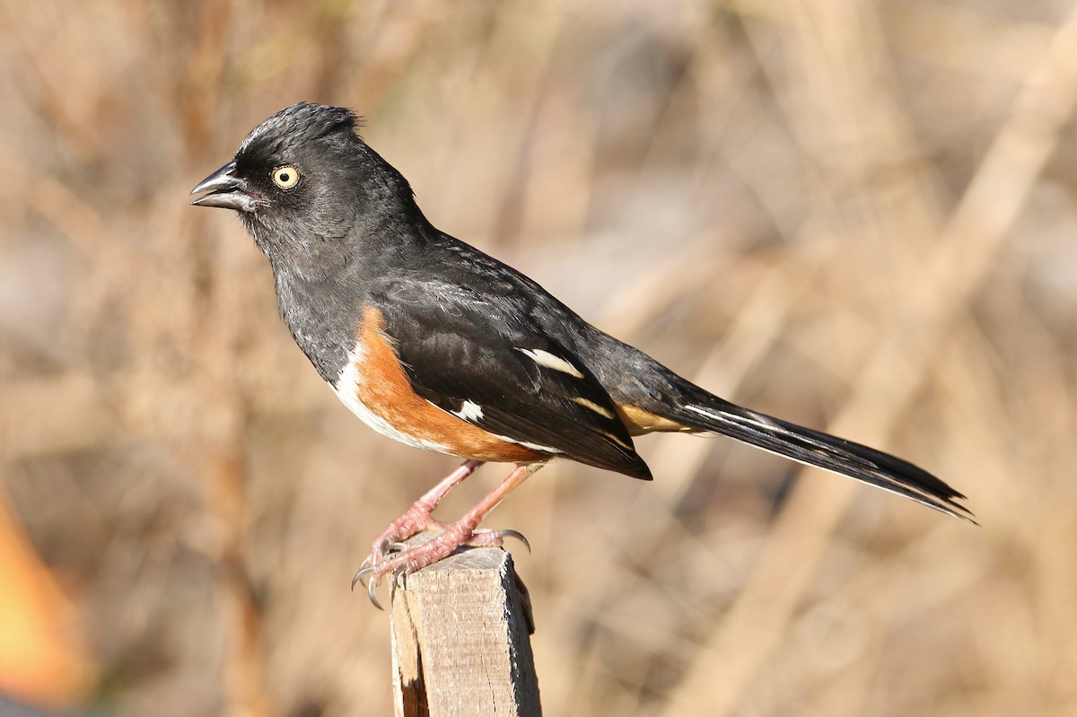 Eastern Towhee - Daniel Emlin