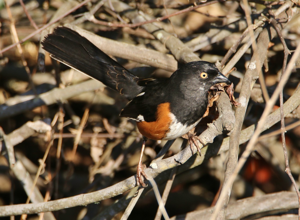 Eastern Towhee - Daniel Emlin