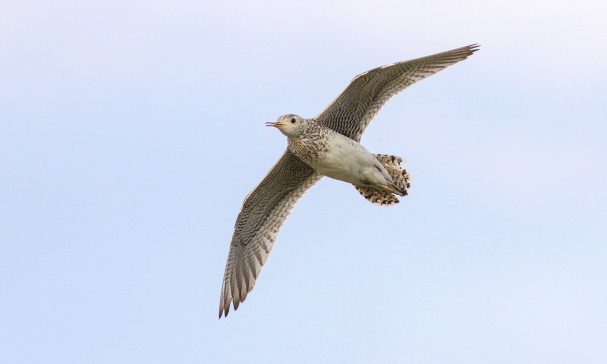 Upland Sandpiper - Sean Fitzgerald