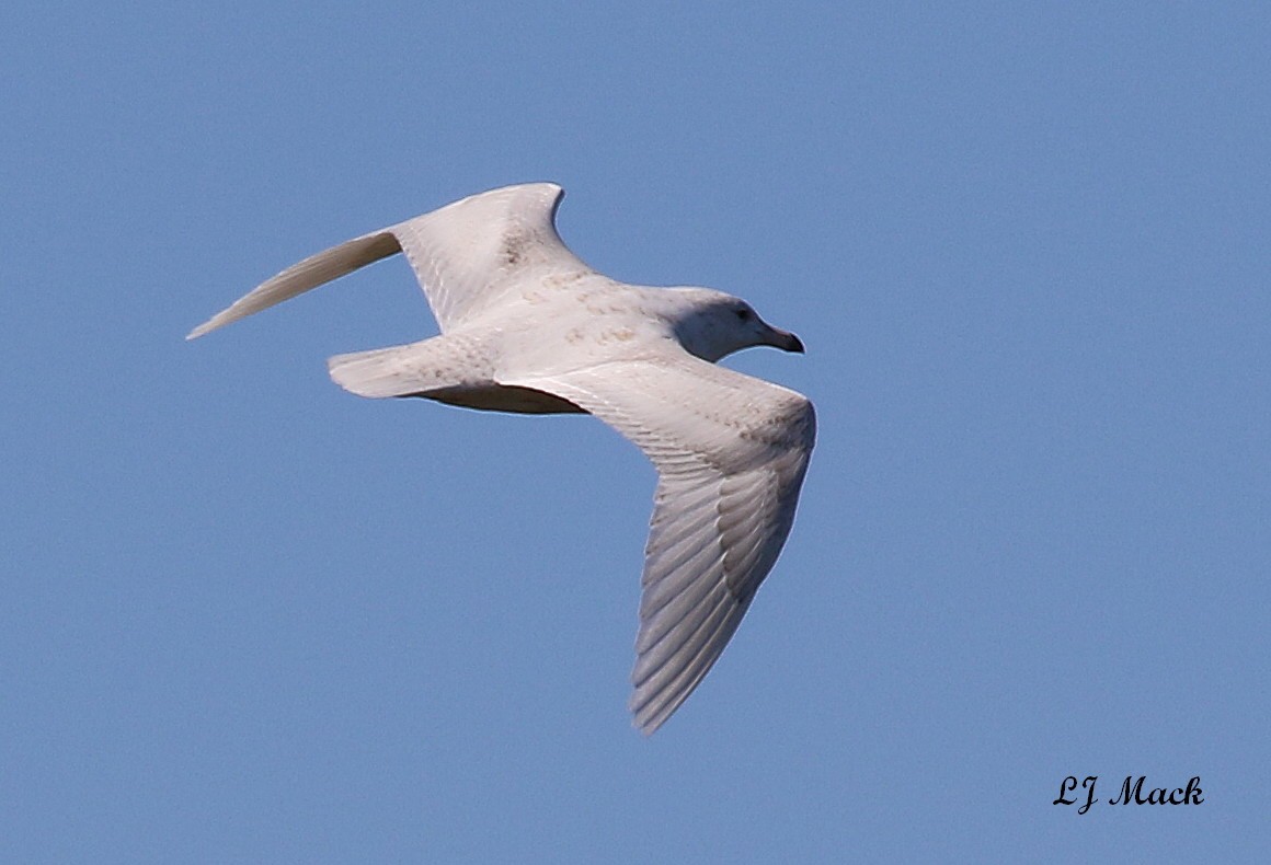 Glaucous Gull - ML139699691