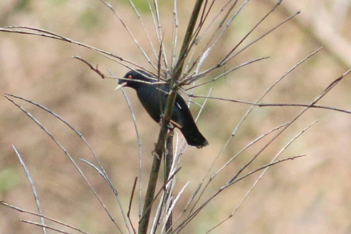 Crested Myna - ML139699941