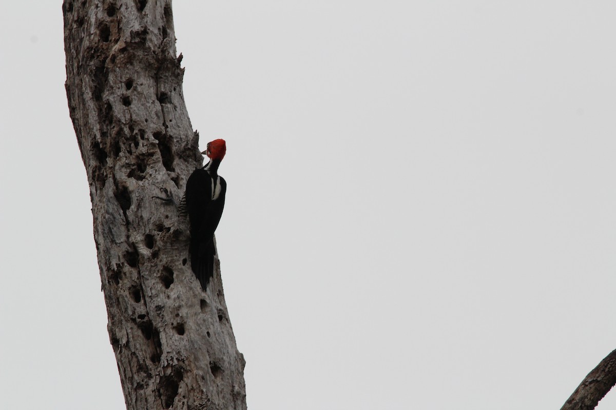 Crimson-crested Woodpecker - Kevin Wistrom