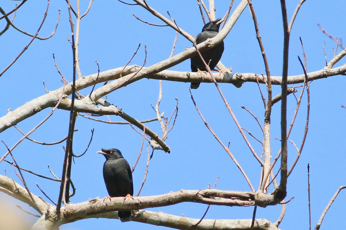Crested Myna - ML139699971