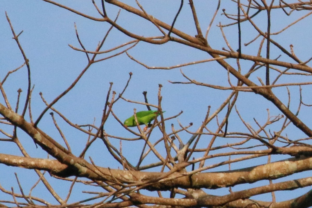Vernal Hanging-Parrot - ML139700121