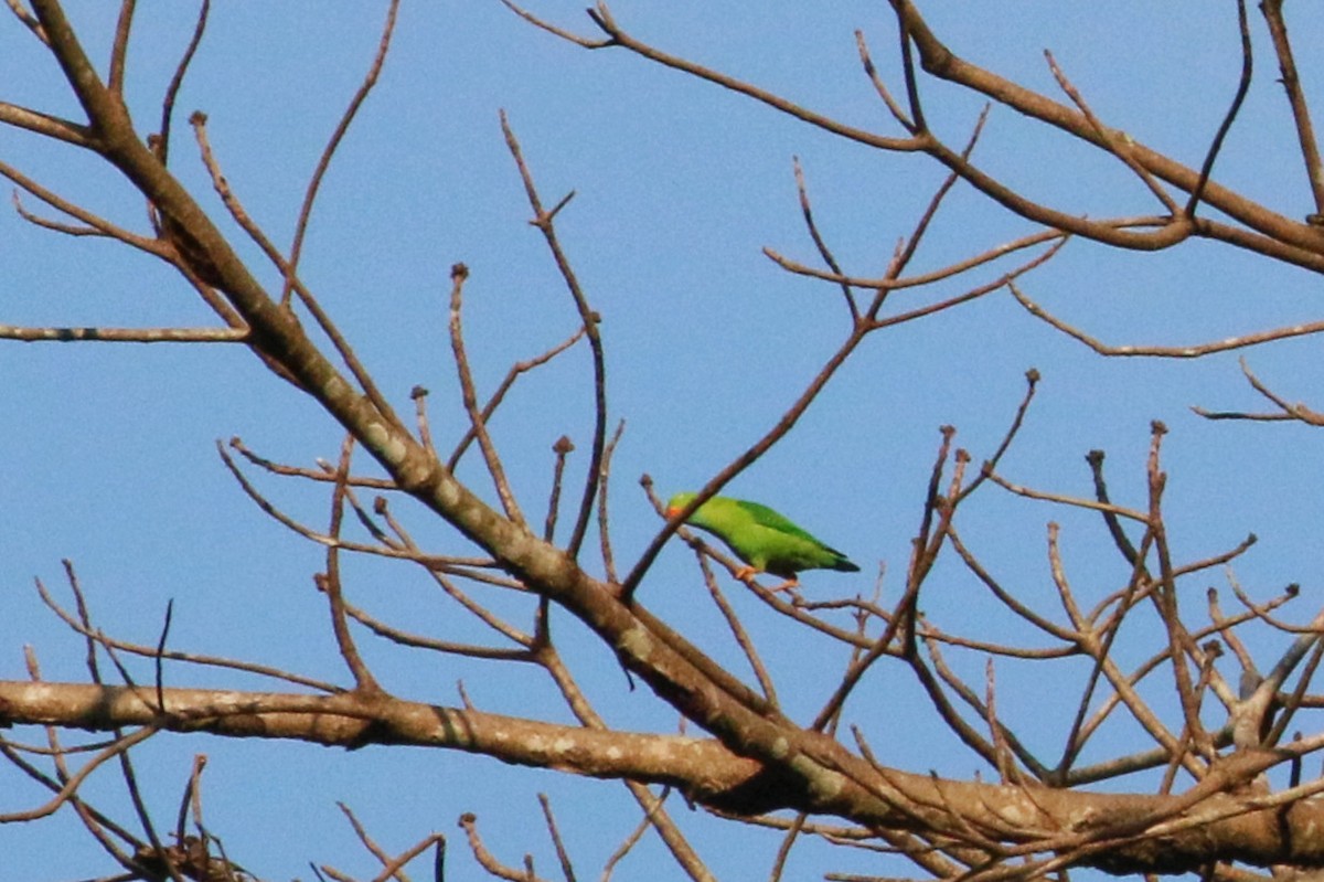 Vernal Hanging-Parrot - ML139700131