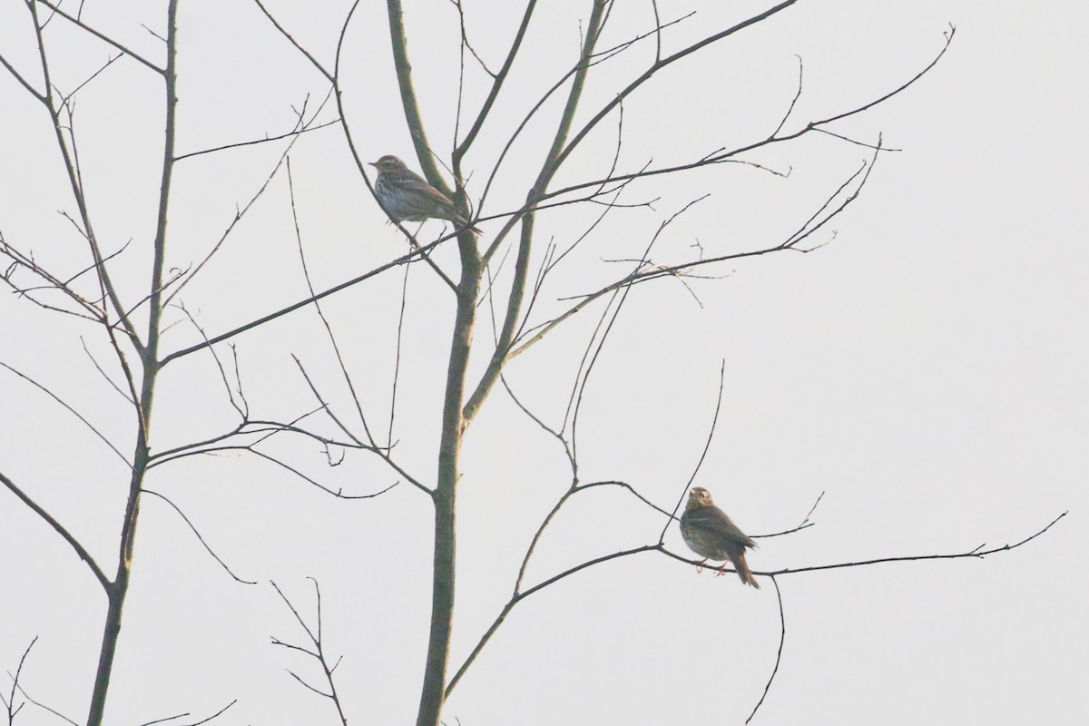 Olive-backed Pipit - ML139700271