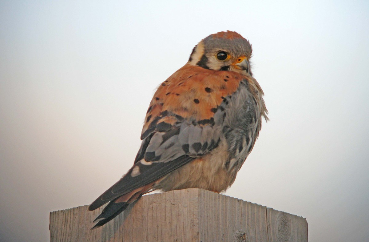 American Kestrel - ML139701421