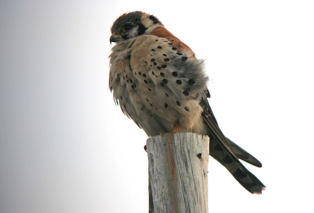 American Kestrel - ML139701451