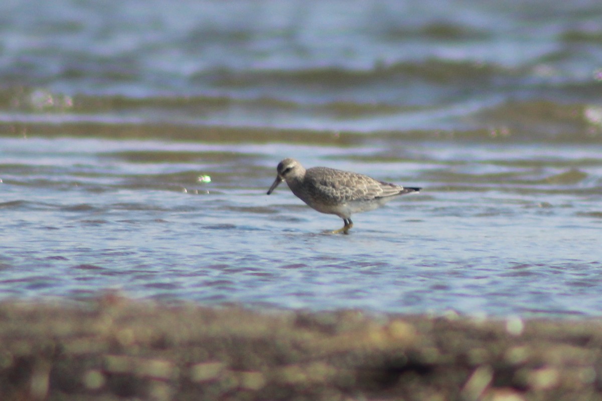 Red Knot - Zac Cota