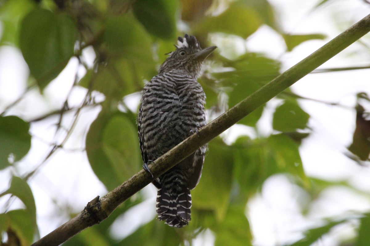 Barred Antshrike - ML139702001