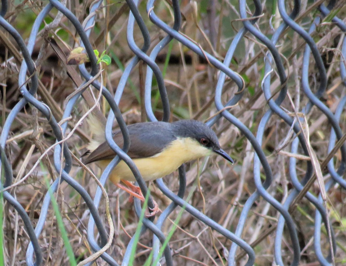 Prinia Cenicienta - ML139702111