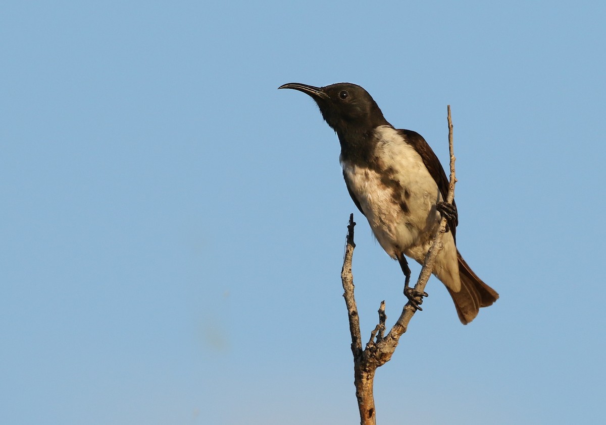 Black Honeyeater - ML139702511