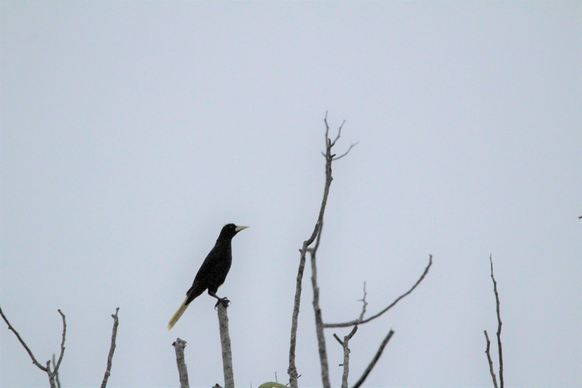 Crested Oropendola - ML139703201