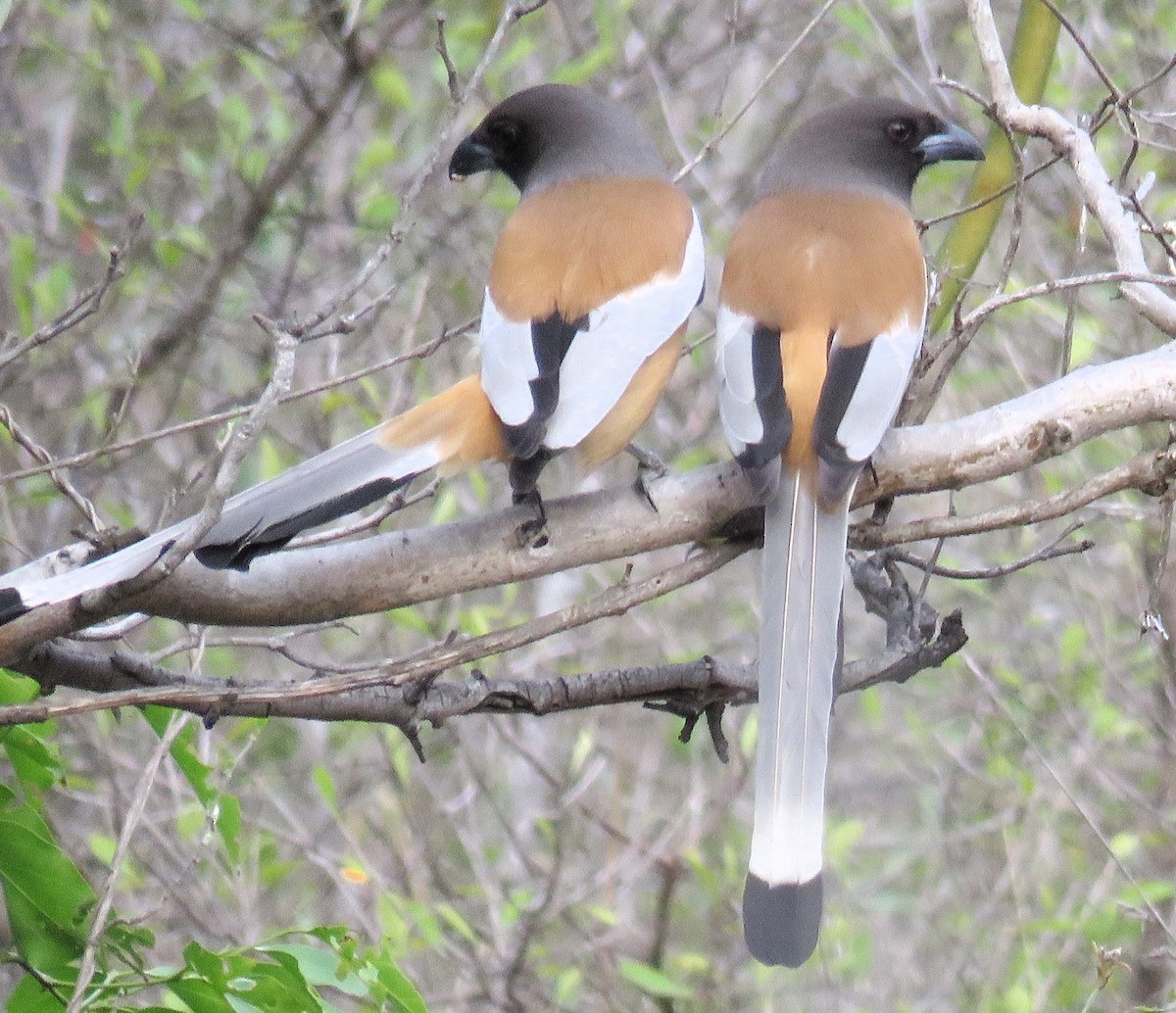 Rufous Treepie - ML139703831