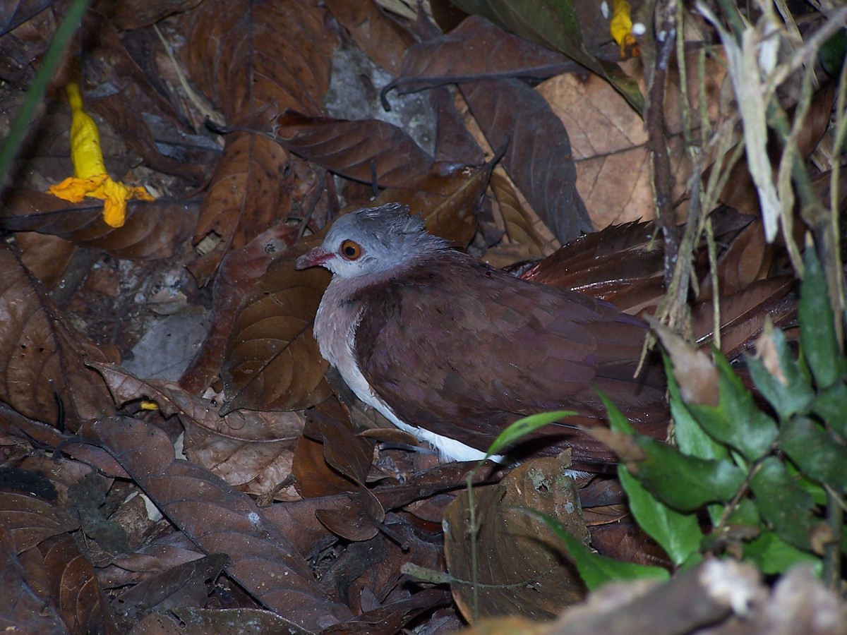 Violaceous Quail-Dove - ML139703911