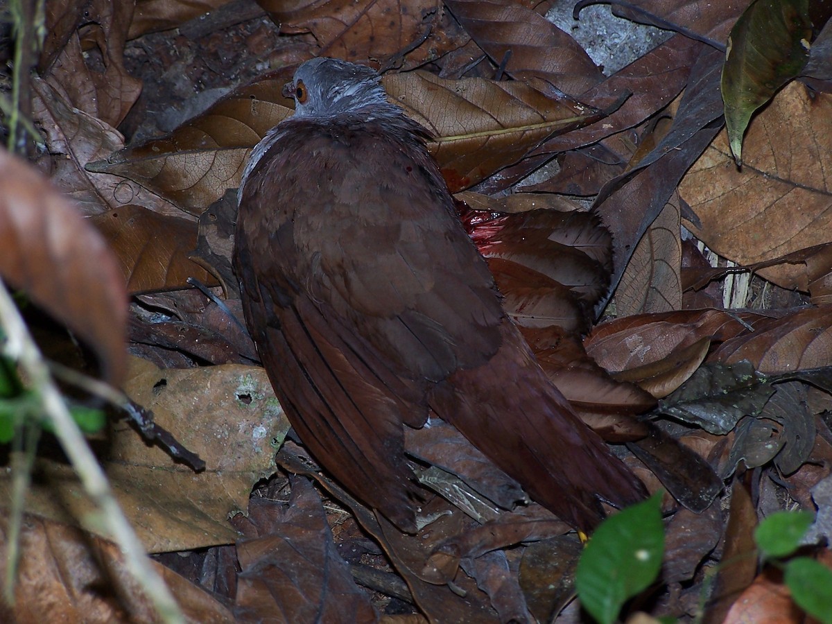 Violaceous Quail-Dove - ML139703921