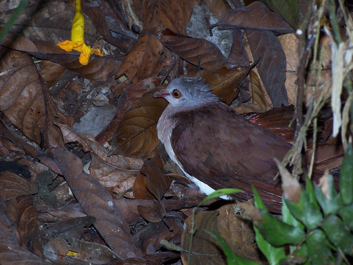 Violaceous Quail-Dove - ML139703931