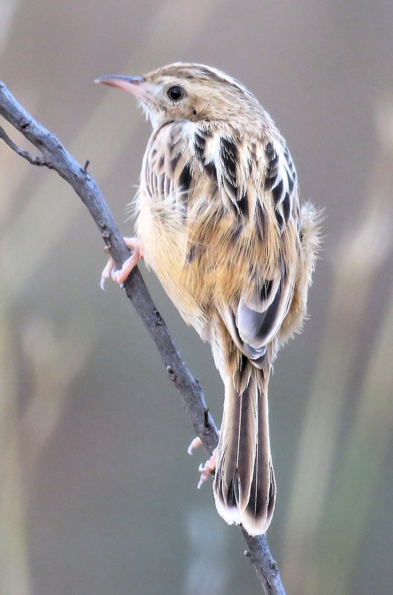 Zitting Cisticola - ML139704171